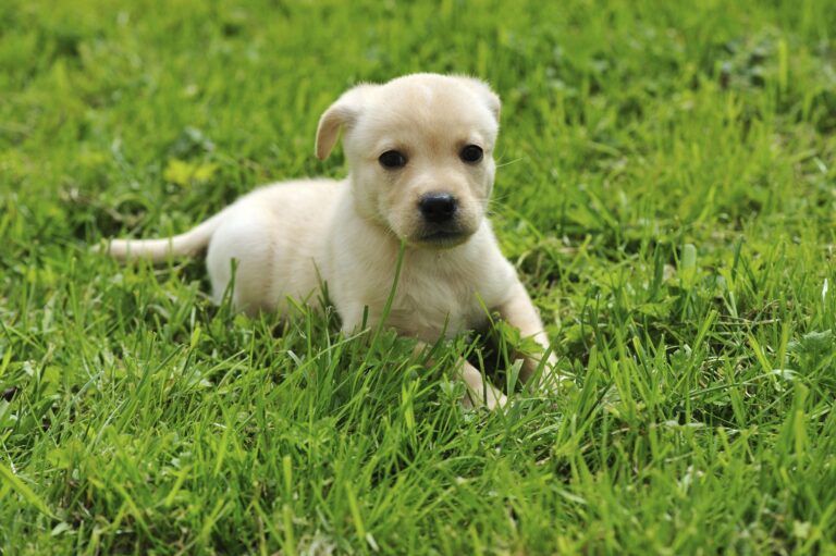 asia pet shop 768x511