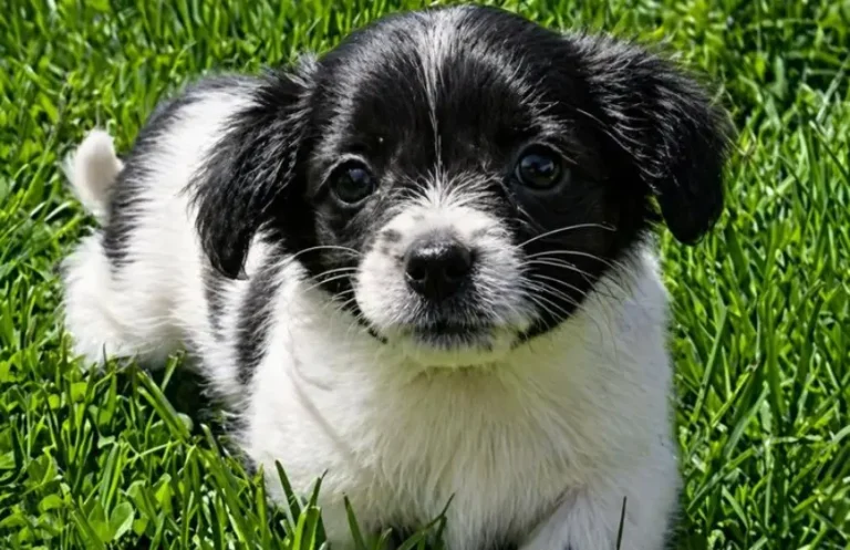 poodle puppies for sale delhi ncr 768x497