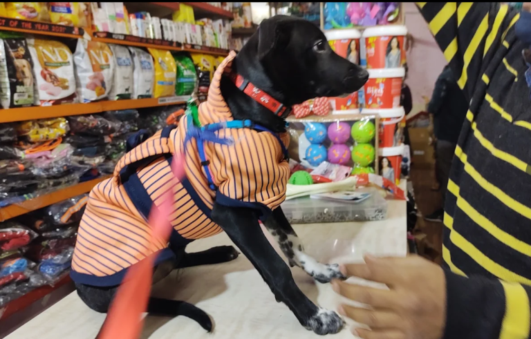 pets and aquarium world pet shop noida 768x491